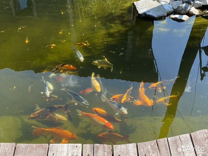 Молодь Форели. Карп кои. Вуалевый карп кои