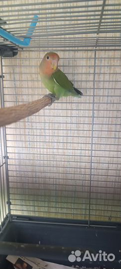 Попугай неразлучник