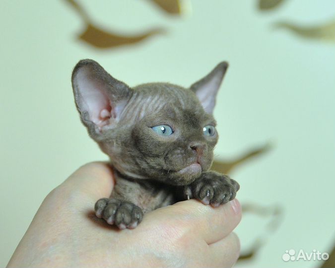 Котята девон-рекс