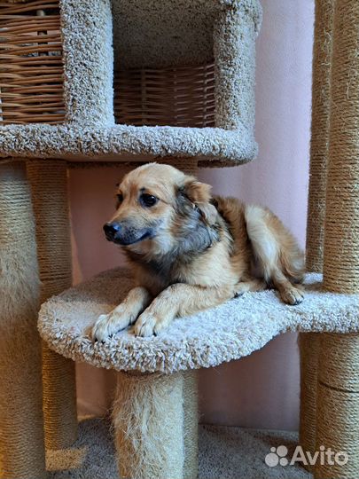 Маленькие Собачки щенята щенки