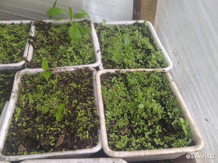 Рассада табака