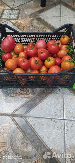 Помидоры домашние