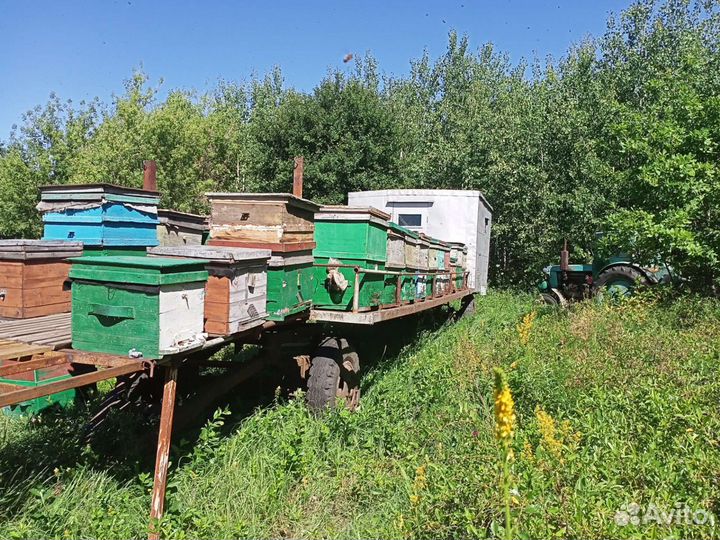 Платформа для пчел