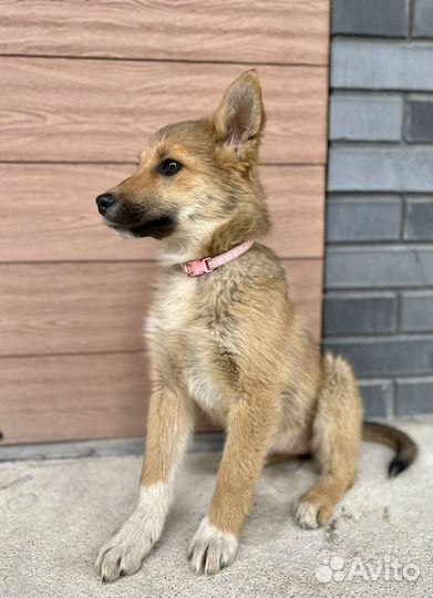 Щенок в добрые руки бесплатно