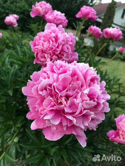 Кусты пиона