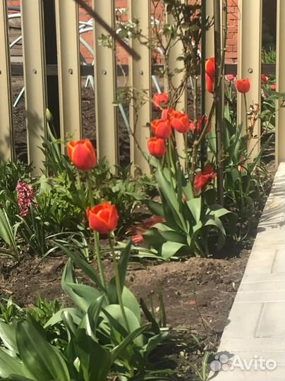 Тюльпаны в ассортименте