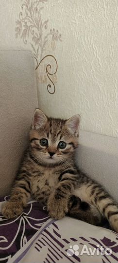 Шотландский кот