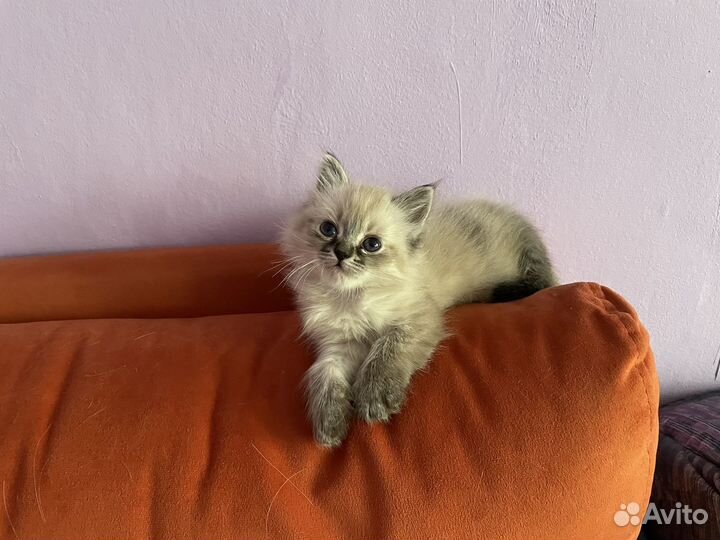 Невская маскарадная
