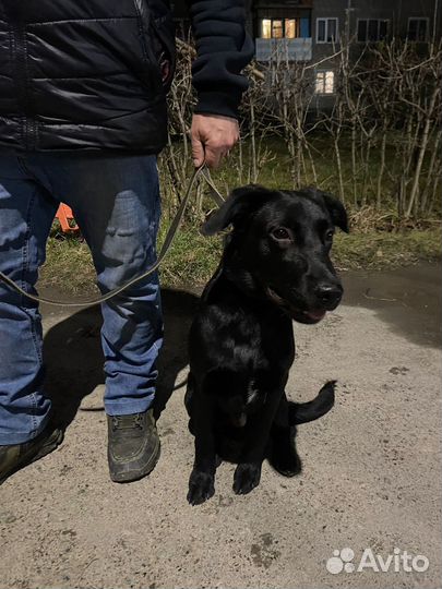 Собака в добрые руки