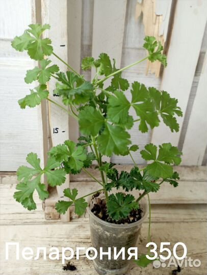 Комнатные цветы растение Герань душистая плектрант