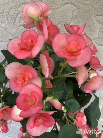 Бегония Элатиор коралловая