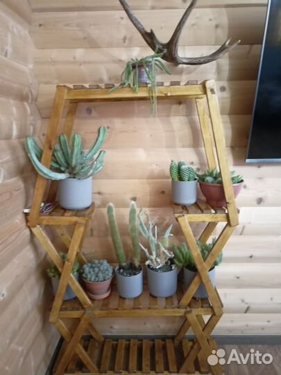 Кактусы и суккуленты