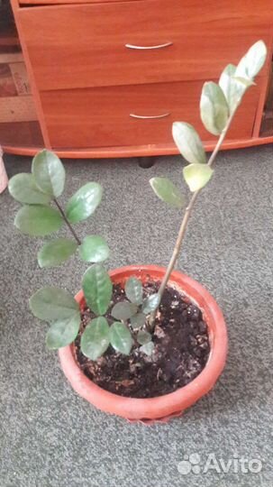 Замиокулькас