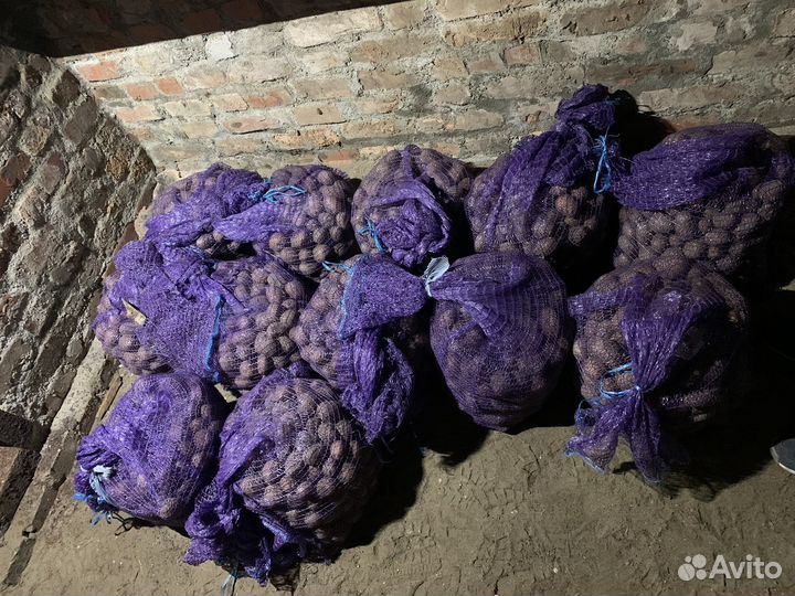 Семенной картофель
