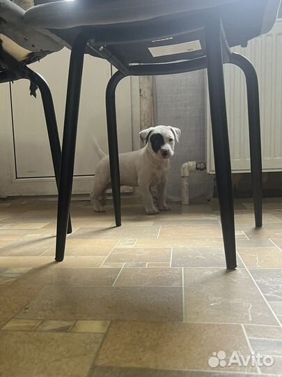 Щенки Питбуля