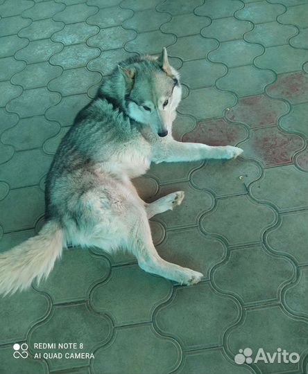 Вязка кобель хаски