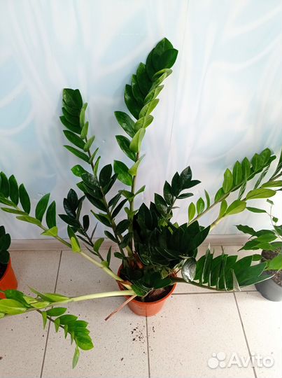 Хамедорея, маранта, Сингониум, фикус, замиокулькас