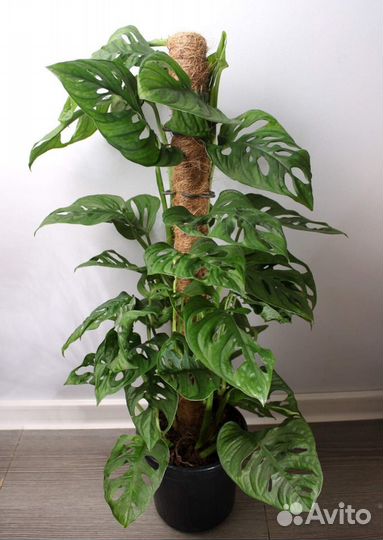 Монстера манки маск