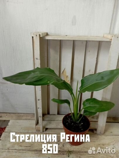 Комнатные цветы растение стрелиция Регина и Никола