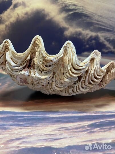 Морские ракушки раковины австралия