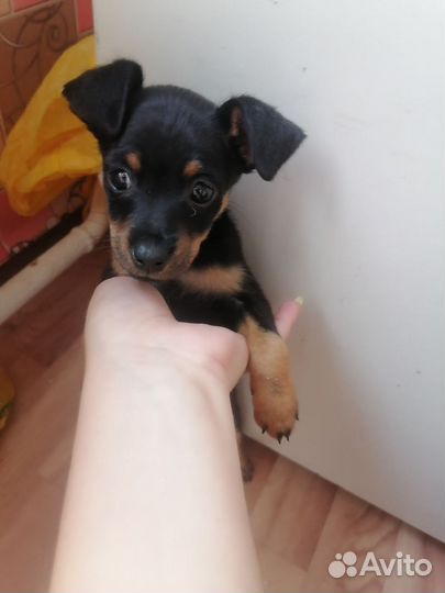 Русский той-терьер