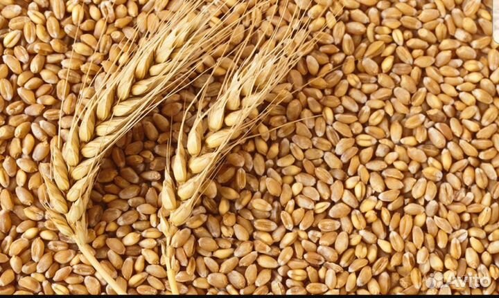 Пшеница овес