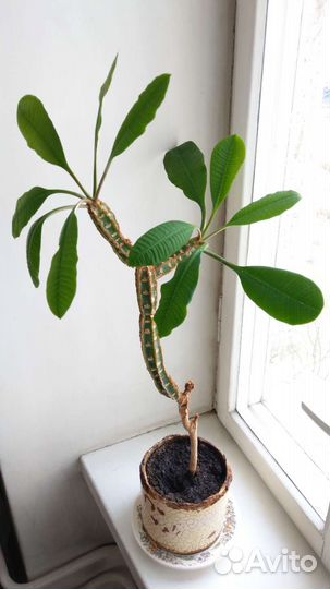 Молочай беложильчатый эуфорбия комнатные растения