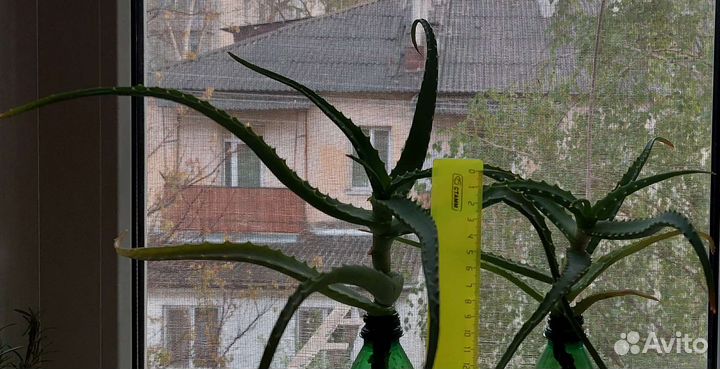 Алоэ, рождественник, герань, денежное дер., кактус