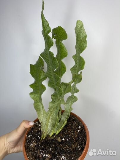 Папоротники домашние деленки