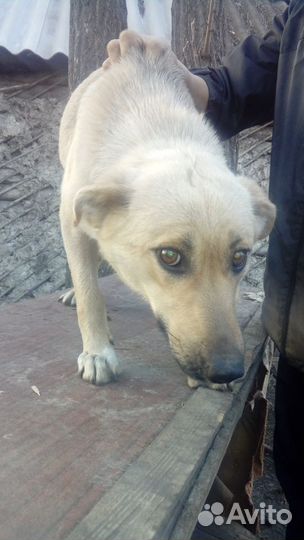 Девочка собачка