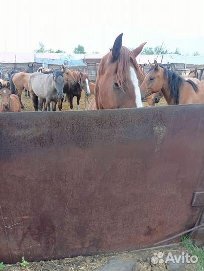 Обученая кобыла пегой масти