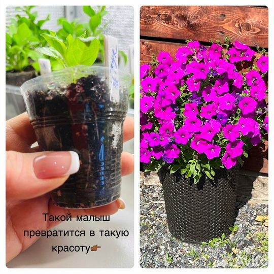 Укорененные черенки вегетативной петунии