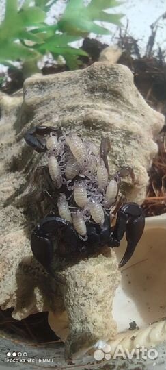 Скорпионы, палочники, сколопендры, тараканы