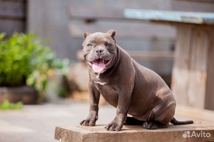 Щенки американского булли