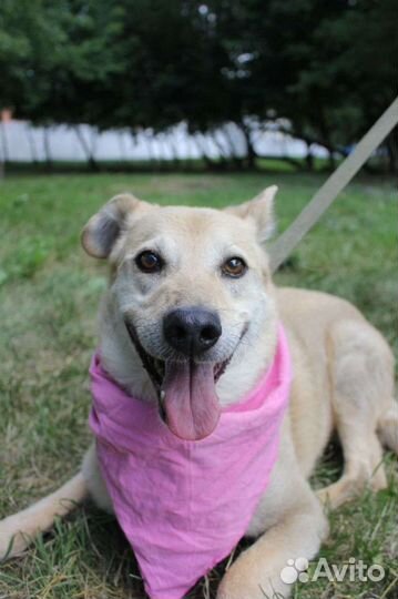 Помогите собаке познать любовь