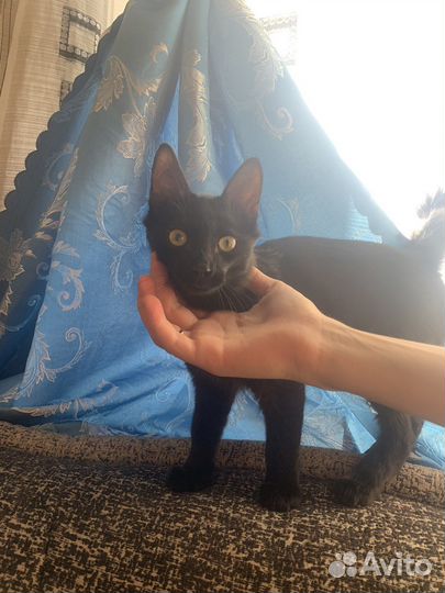 Молодой котик в заботливые руки