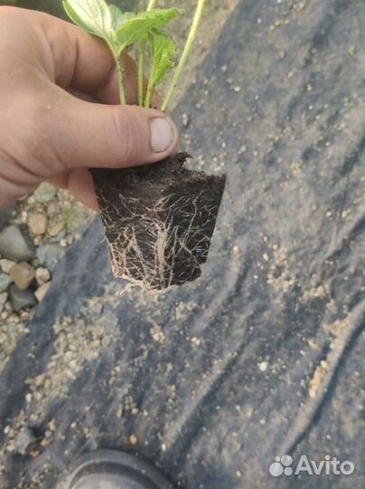 Рассада клубники Азия +,Альба, Мурано-ремонтант