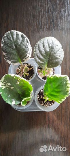 Фиалка детки цена за все