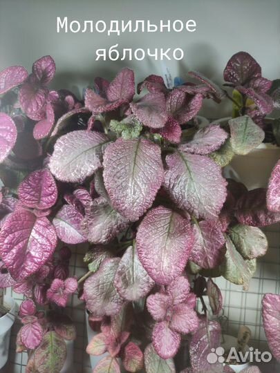 Эписции сортовые на срез