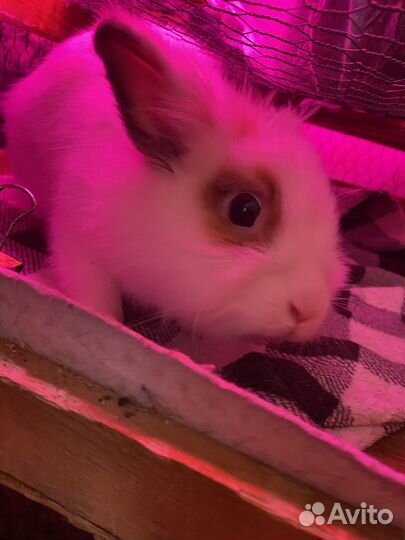 Декоративный кролик