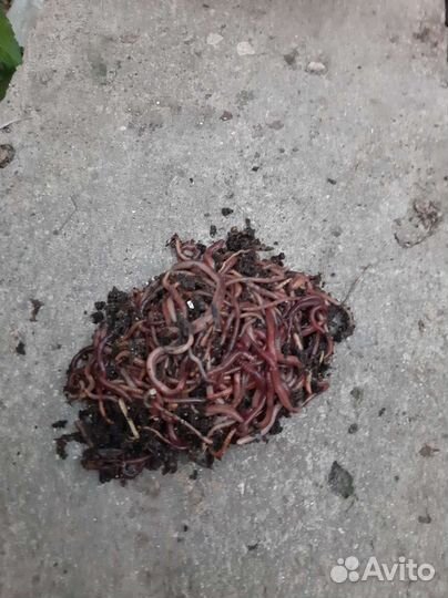 Навозные черви