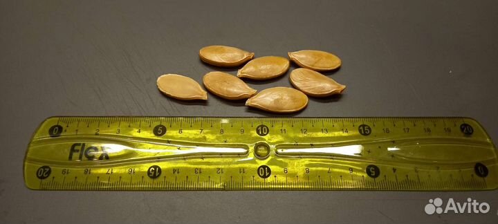 Семена тыквы Atlantik Giant