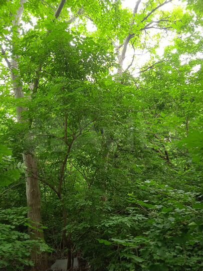 Участок 6,6 сот. (ИЖС)