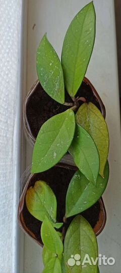 Хойя и Пеперомия туполистная