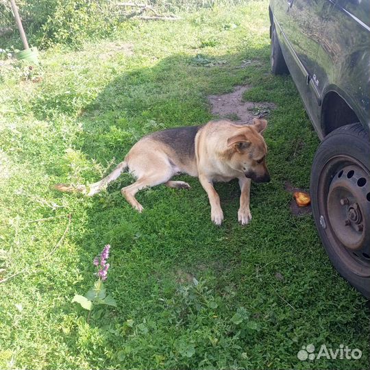 Собаки бесплатно