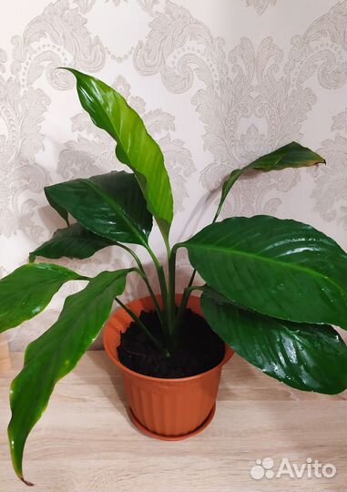 Спатифиллум