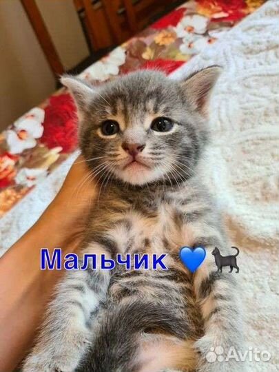 Котята