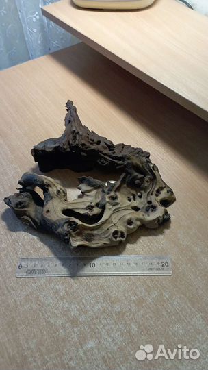 Коряга мангровая