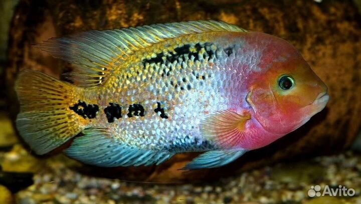 Аквариумные рыбки