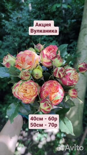 Роза оптом от производителя/букеты